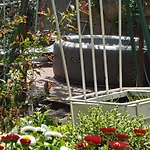 Les Iris D'hote Niedermorschwihr