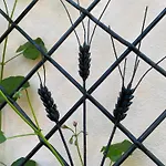 Les Iris D'hote