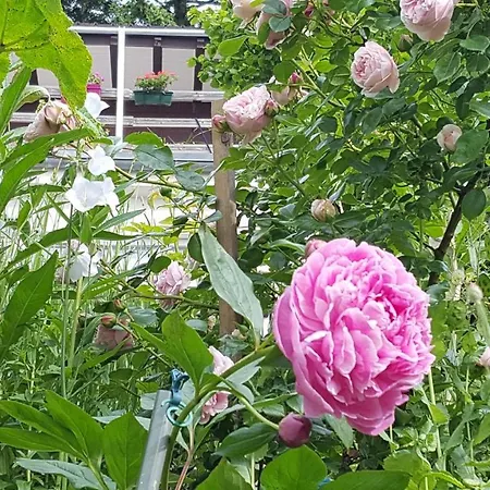 Frühstückspension Les Iris D'hote