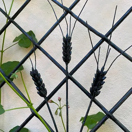 Les Iris D'hote