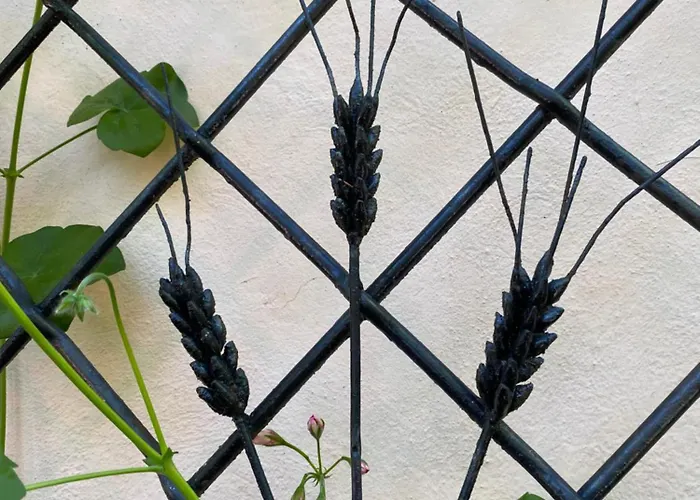 Les Iris D'hote